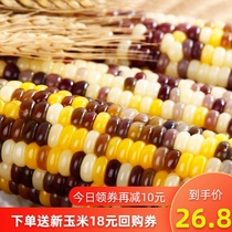 Gu Mei Youpin 8 color waxy corn sweet glutinous stick vacuum flower waxy corn fresh waxy corn non-GMO