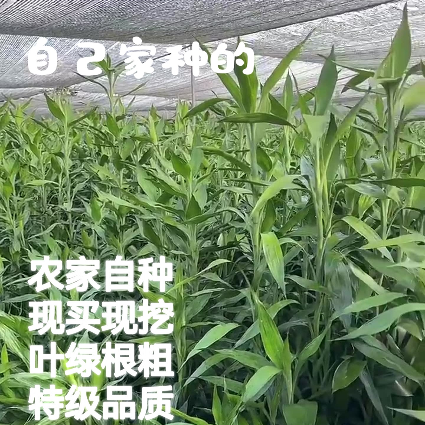 昔昔竹子出口基地的LOGO