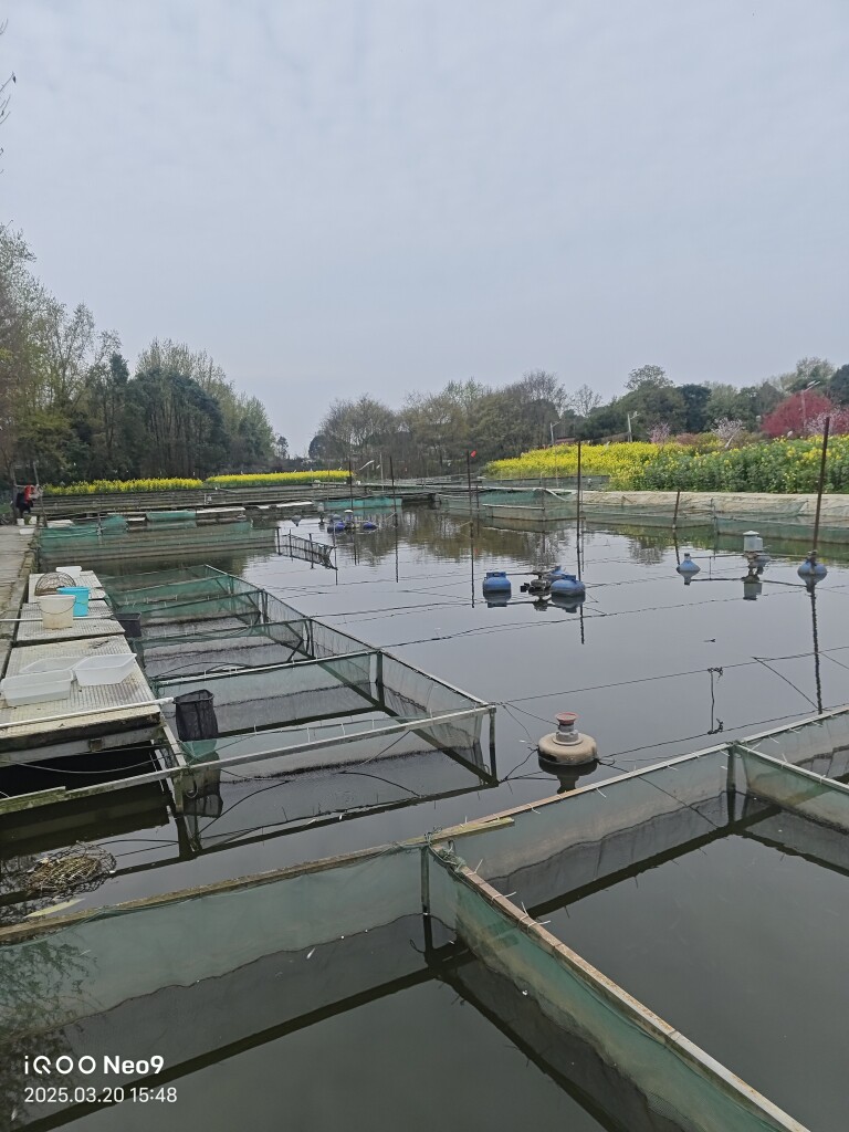 川渝鱼苗成都基地