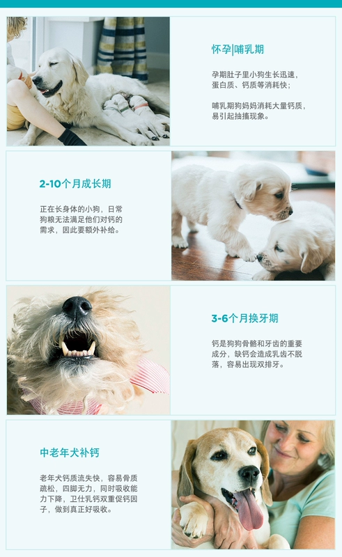 Chó thú cưng viên canxi chó con xương bổ sung canxi nguyên tố vi lượng lớn chó canxi bột lông vàng lông mèo dinh dưỡng - Cat / Dog Health bổ sung sữa bio cho mèo