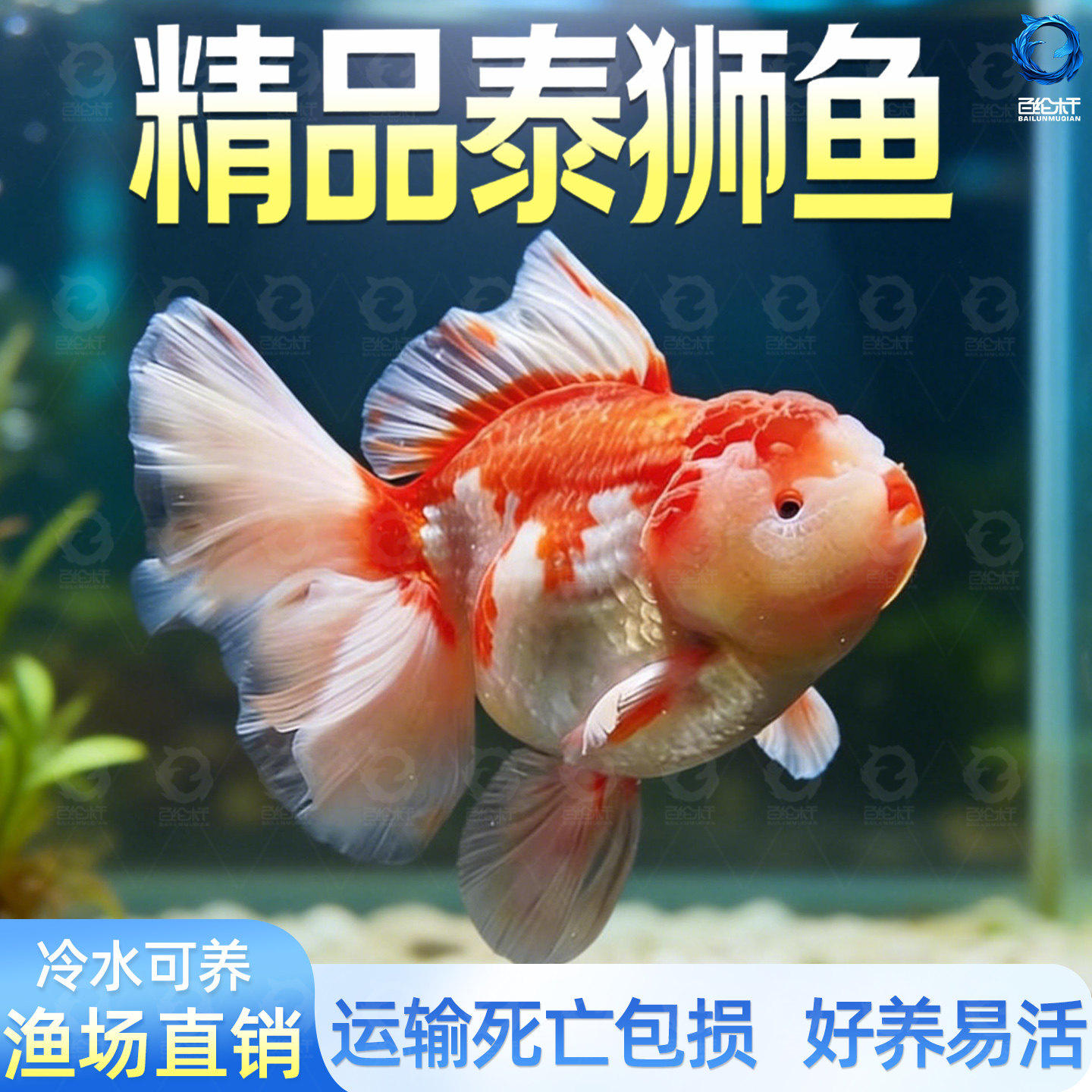 泰狮鱼苗:新手也能轻松养的观赏鱼 🐟-蟹-淘宝好物网