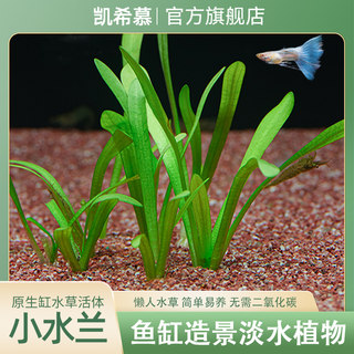 Foreground fish tank landscaping mini water orchid