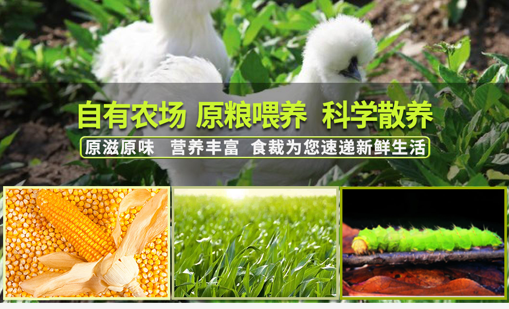 食裁 正宗农家散养乌鸡 新鲜现杀 净重2斤以上 图10