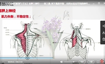 Fault theory Chinese medicine-practical neuroanatomy and manipulation play with human nerves one by one (22 episodes)