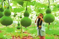 【Мини -тыква 5 фрагментов】