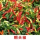 【Little Chao Tianjiao 100 F Capsuss】