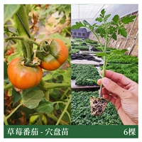 6 саженцев клубничных томатов (не отправляются в три северо-восточные провинции + Внутреннюю Монголию)