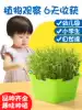 Kindergarten plant children observe growth planting primary school students potted sprout hydroponic diary mini creative cute