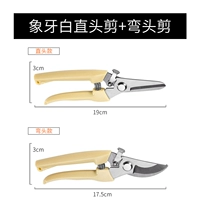 Белые сценарии слоновой кости+сдвиг прямой головы слоновой кости.
