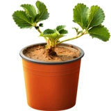 Саженцы клубники, сливки, четырехсезонные съедобные горшечные растения с почвой и горшками, Хунъянь Чжанцзи, белый снег, фрукты и цветы, саженцы оптом