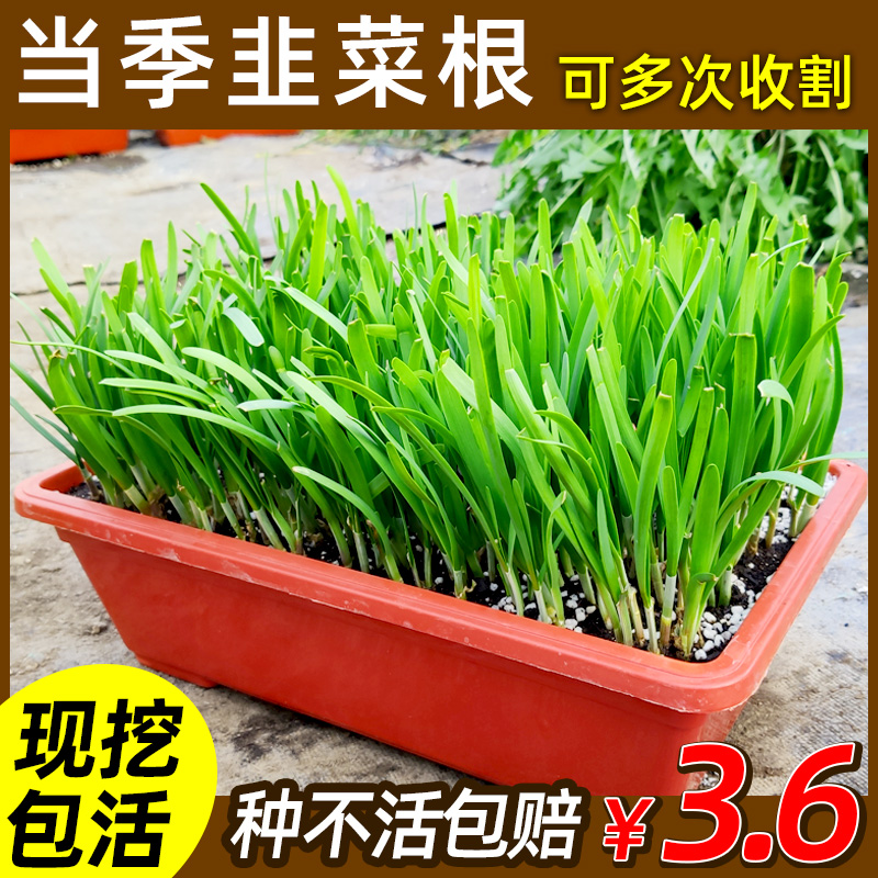 Leek root seedlings are now dug large wide-leaf leek root potted seedlings Purple root leaflet long-term vegetable balcony vegetable four seasons indoor