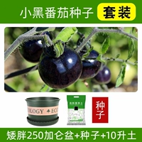 Семена томатов Black Jewel + массивный горшок объемом 250 # галлонов + 10 литров почвы.