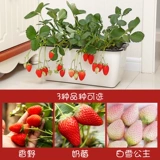 Саженцы клубники, сливки, четырехсезонные съедобные горшечные растения с почвой и горшками, Хунъянь Чжанцзи, белый снег, фрукты и цветы, саженцы оптом
