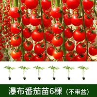 6 саженцев томатов-водопад (не отправляются в три северо-восточные провинции + Внутренняя Монголия)