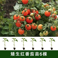 6 саженцев карликовых красных томатов (не поставляются в три северо-восточные провинции + Внутреннюю Монголию)