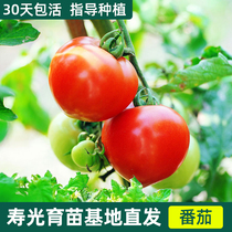 Dwarf tomato seedlings Millennium cherry fruit seeds small tomato seedlings balcony four seasons spring potted vegetables