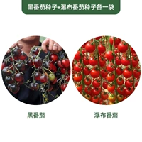 По одному пакетику семян черных томатов + семена томатов-водопадов.