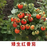 [100 зерен карликовых красных помидоров]