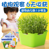 Kindergarten plants for children to observe the growth and planting primary school students potted sprouting hydroponic diary mini creative cute