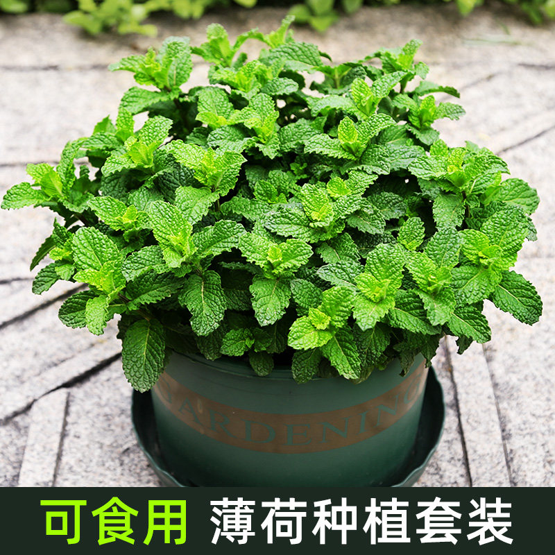 Small Leaf Mint Potted Plant Edible Mint Green Plant Good To Feed Lemon Cat Mint Edible All Season Indoor Cultivation