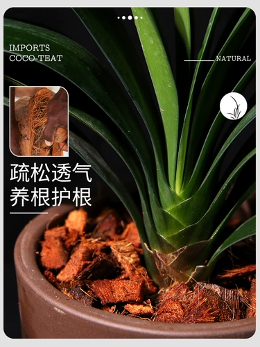 Кокосовая ракушка Кокосовая кирпичная кирпичная кирпичная орхида