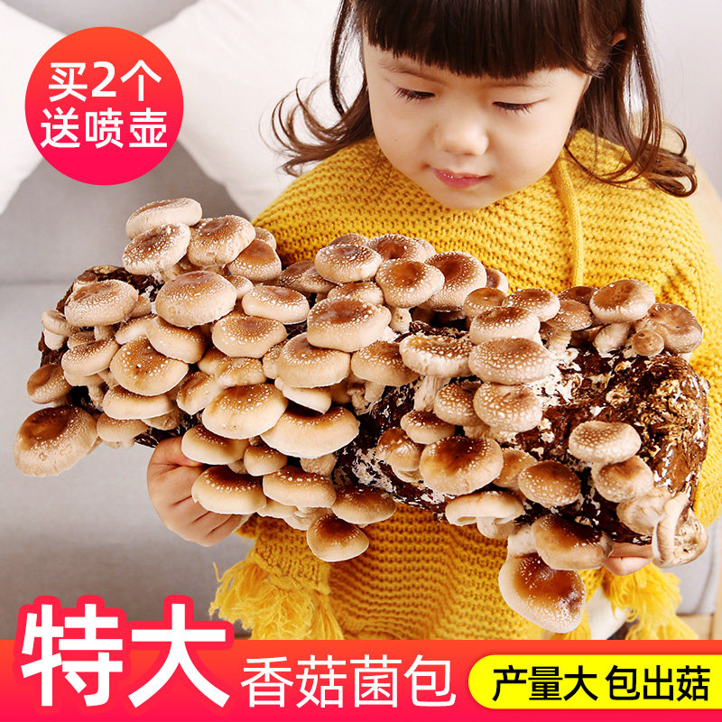 Mushroom Growing Bag Box Fungus Mushroom mushroom Mushroom Sticks Home Planted with Golden Needle Apricot Mushroom Strain Edible Family