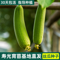 Luffa seedlings spring seedlings seeds Four Seasons southern species large balcony special vegetable seedlings potted plants
