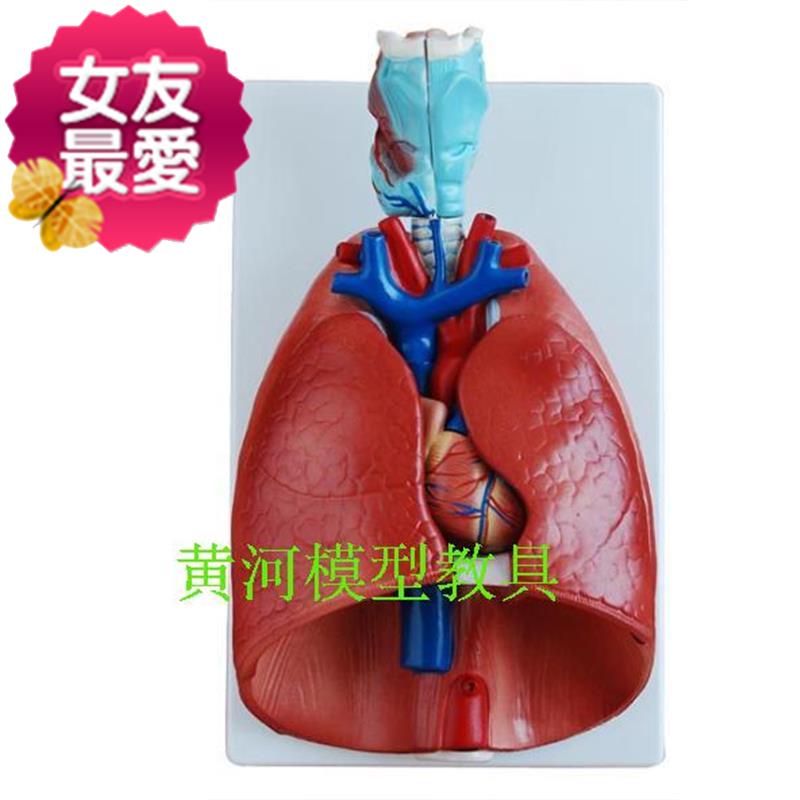 5 Throat Heart Lung Anatomical Model Laryngeal Lung Model Heart Longitudinal Section Model Laryngeal lung Internal knots