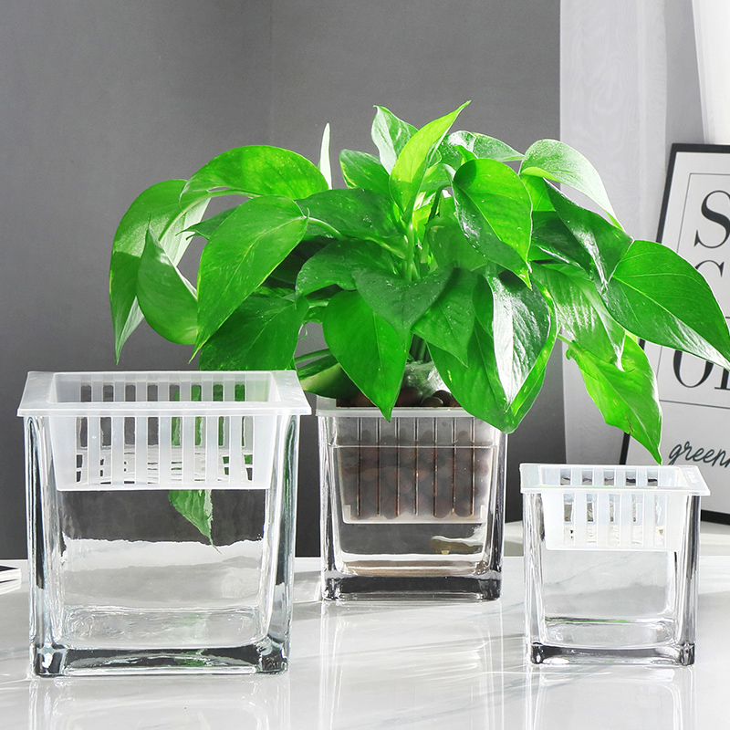 Simple thickened square hydroponic glassware transparent square cylinder green radish copper money grass hydroponic flower pot glass vase