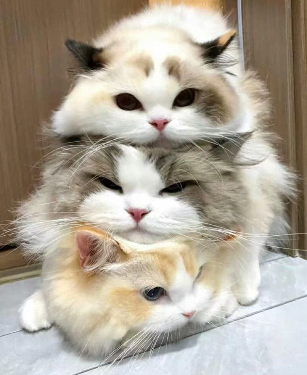 犬心犬意猫狗舍