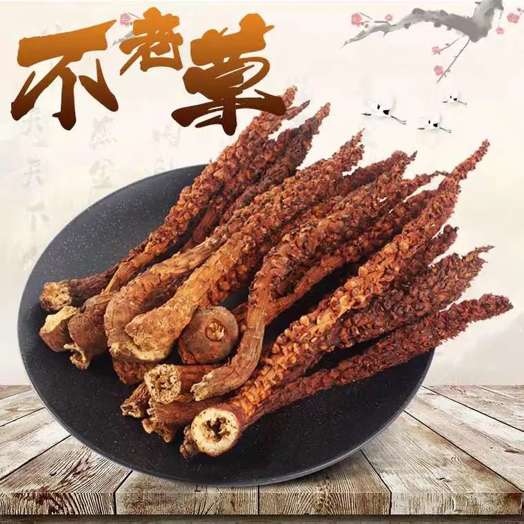 Changbaishan wild premium grass Cistanche primrose male tonic bubble wine 10 pieces of Chinese herbal medicine