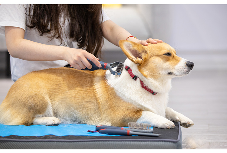GiGwi đắt tiền cho thú cưng chải lông chó chải mèo chải tóc chải tóc chải tóc - Cat / Dog Beauty & Cleaning Supplies 	găng tay chải lông chó	