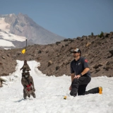 拉夫威尔 Сбрасывать сосновую фруктовую собаку протекающая игрушечная езжа