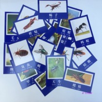 Promotion of children Early teaching supplies Insect Animals Pictures Kindergarten of Puzzle Aids First Grade Common Cognitive Cards