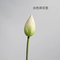 Белый лотос бутон