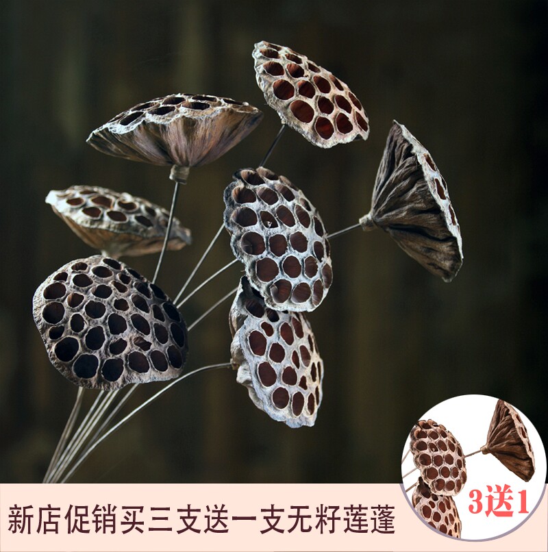 Lotus Flower Lotus Flower Lotus flower Lotus flower Lotus flower Lotus flower Lotus flower Lotus flower Lotus flower Lotus flower Lotus flower Lotus flower Lotus flower Lotus flower Lotus flower Lotus flower Lotus flower Lotus flower Lotus flower Lotus flower Lotus flower Lotus flower Lotus flower Lotus flower Lotus flower Lotus flower