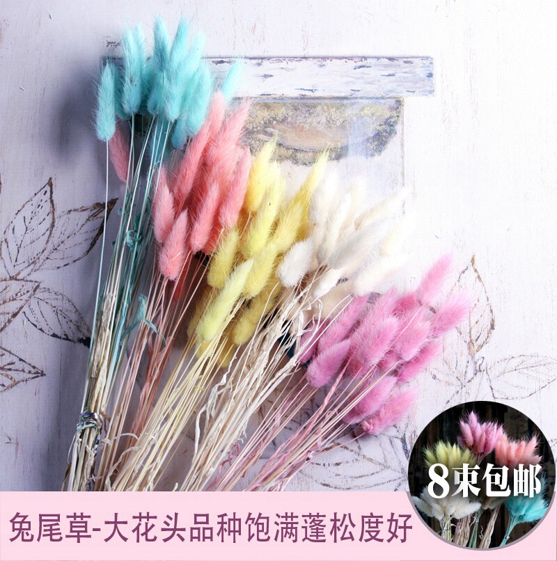 Pink Rabbit Tail Grass Dried Flowers Rabbit Tail Grass Dried Flowers Flowers Real Flowers Dried Flowers Bouquet Dried Flowers Bouquet Dried Flowers Bouquet Small Bundles Air Dry