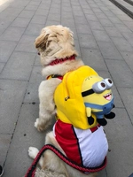 Улучшенная версия желтого смеха