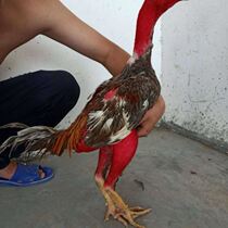 The Buckle - fighting - Bucking - Bucket - fighting - out of Thailand - Central Burma - is a ghost - bred gun - fighting