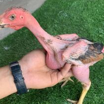 Half a pound of Vietnamese pure ghost cockfighting one-day one mother of Thailand Vietnamese adult cockfighting