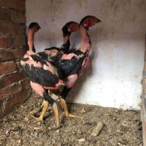 Cock - fighting chicken - seed cockfighting Vietnam pure ghost cockfighting live seedling chicken - growing chicken adult cockfighting eggs