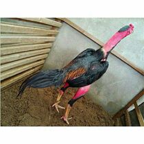 Vietnamese ghost fighting chicken gun chicken 1 5 kg to about two pounds of small chicken bag live home to feed and feed