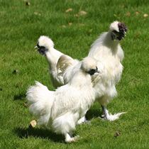 A pound of white-Upper chicken live to live white fengoo chicken chicken authentic and scattered chicken
