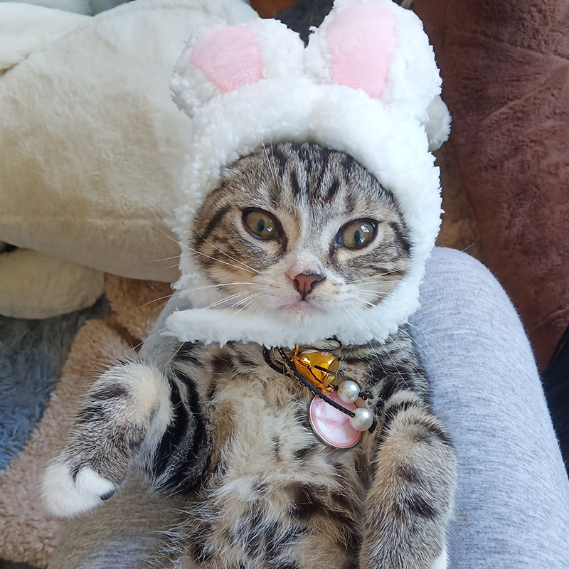 Cat headgear cat hat headgear cute rabbit headgear rabbit ear pet funny decoration raw daily necessities dog hat