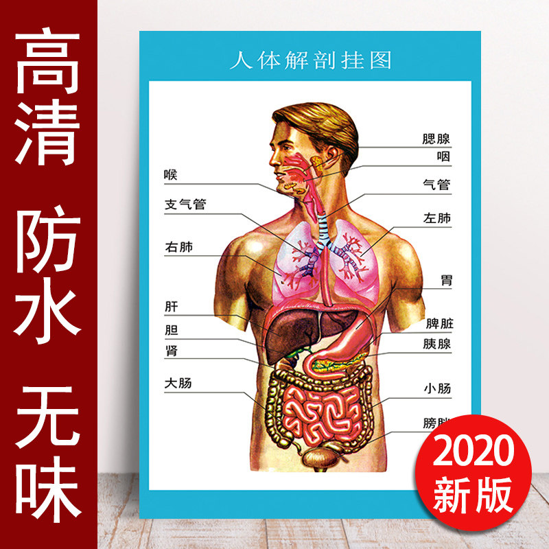 身体解剖图-千图网