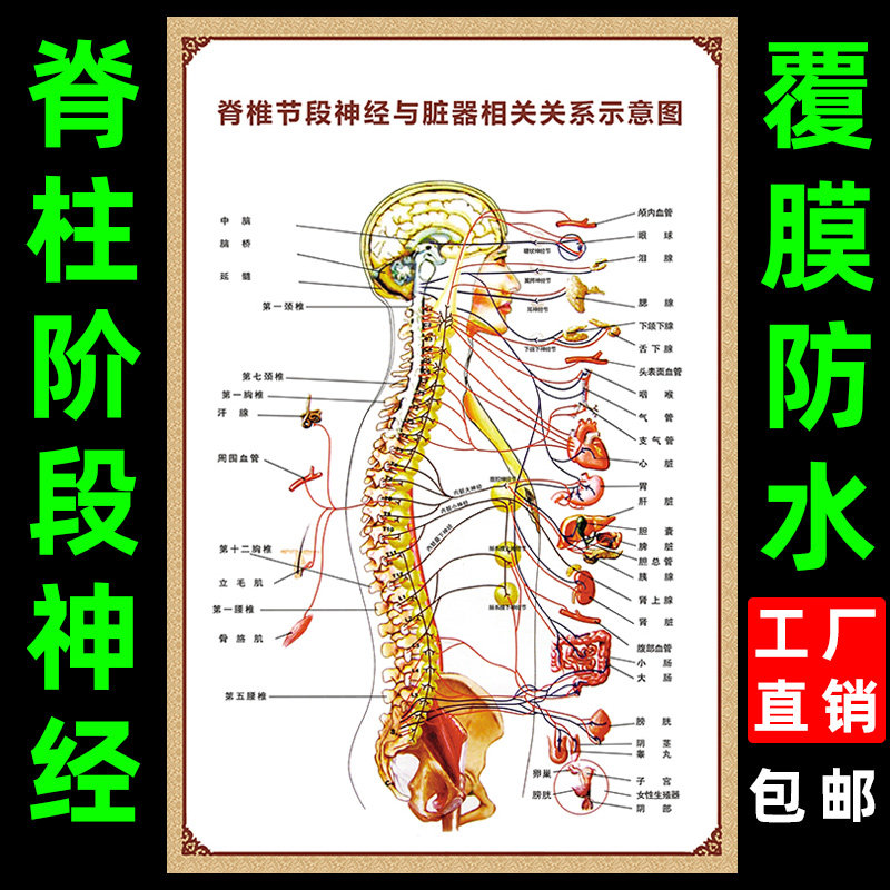 Human Ridge Column Segmental Nerve and viscera related Schematic map Body structure Structure Map of the Wall Vertebral Holography