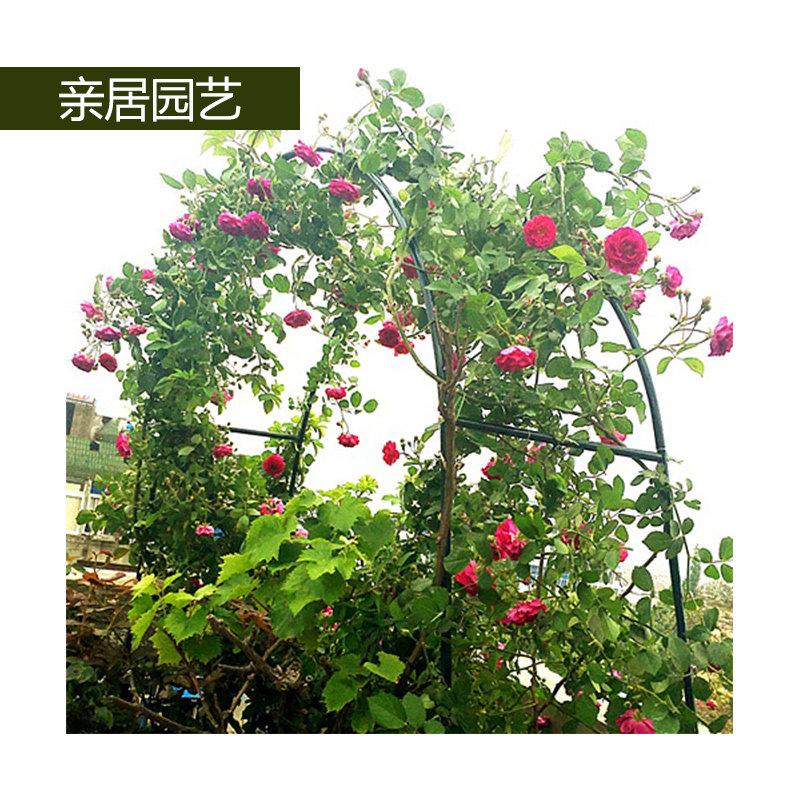 Pro-Residence Arch Flower Shelf Outdoor Iron Climbing Rattan Rack Iron Wire Lotus Vine Moon Grape Silk Melon Iron Art Reinforced Frame Balcony