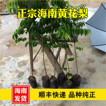 Authentic Hainan Huanhua pear trees Miao drop fragrant yellow sandalwood Famous Slim Wooden Courtyard South Belt Earth with Nutrient Cup
