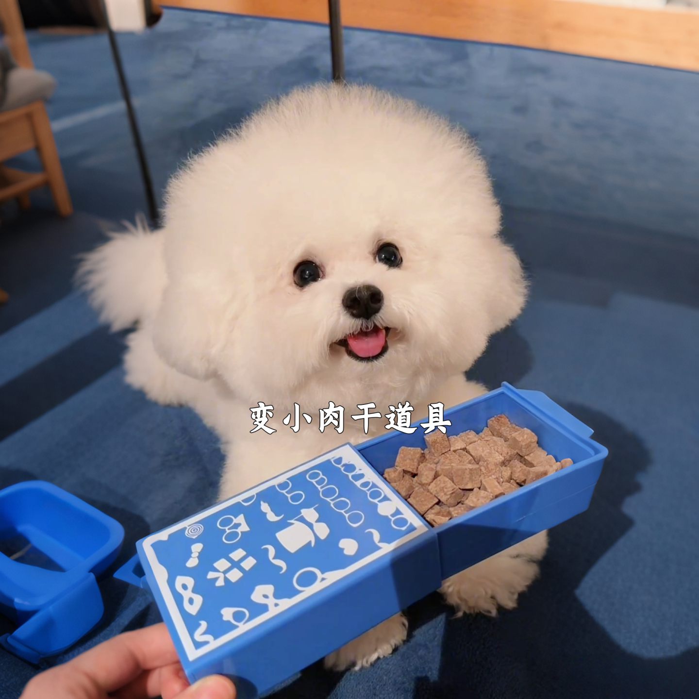 🐾变魔术让宠物开心起来!新手适用魔术玩具 -其它宠物用具-淘宝好物网