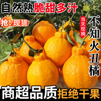 Authentic sichuan ugly tangerine shiranui fruit with crispy, sweet and juicy flesh